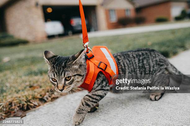 a tabby cat is unhappily walking on a sidewalk wearing a bright orange harness. - red leash stock pictures, royalty-free photos & images