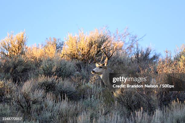 mule deer buck with antlers standing among sagebrush at golden hour - sagebrush stock pictures, royalty-free photos & images