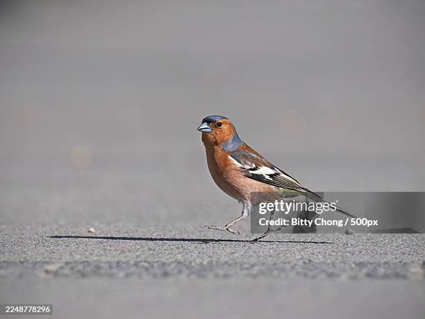 chaffinch perching on the ground, captured in a detailed close-up shot - vink stockfoto's en -beelden