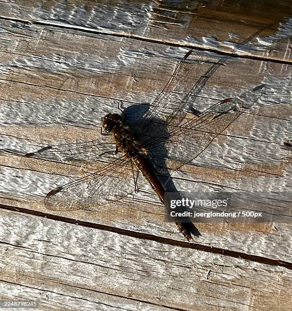 close-up of a dragonfly resting on a weathered wooden surface in natural light - close up phone on surface stock-fotos und bilder