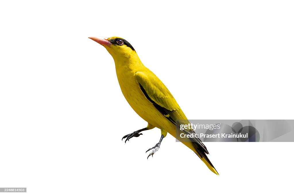 Die-cuted bird with clipping path. Black-naped Oriole Bird Isolated on White