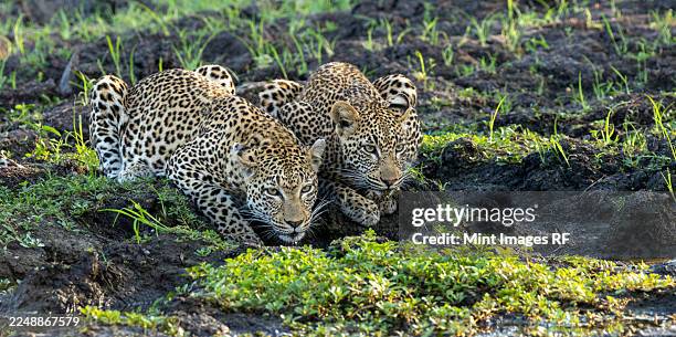 two leopards, panthera pardus, drinking from a puddle - londolozi private game reserve stockfoto's en -beelden
