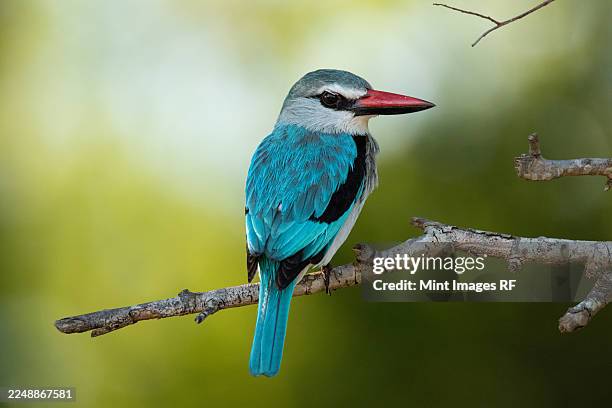 woodland kingfisher, halcyon senegalensis, sitting on a branch, close-up - londolozi private game reserve stockfoto's en -beelden
