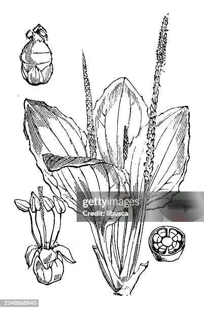 plantago major - plantago ovata stock illustrations