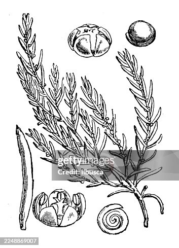 Suaeda maritima Suaeda maritima