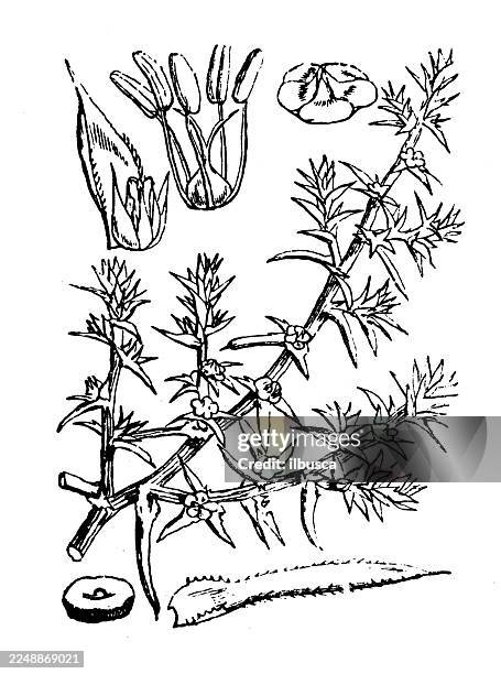 salsola kali - spinach leaf white background stock illustrations