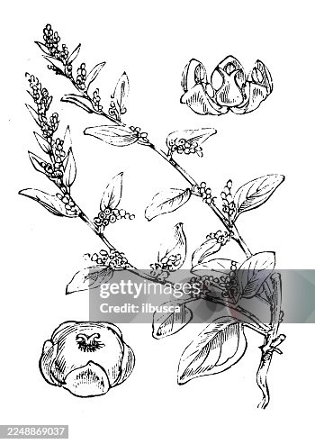 Chenopodium polyspermum Chenopodium polyspermum