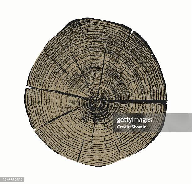 tree cut cross-section rings - tree ring stock illustrations