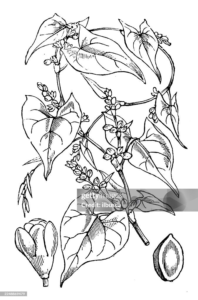 Polygonum convolvulus