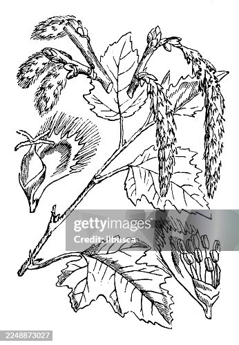 Populus alba Populus alba