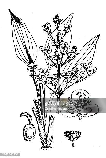 alisma plantago - plantago ovata stock illustrations