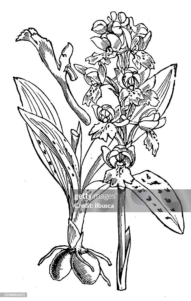 Orchis mascula