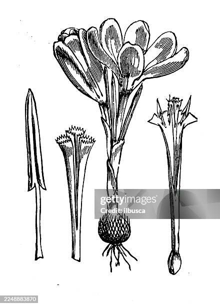 crocus vernus - crocus stock illustrations