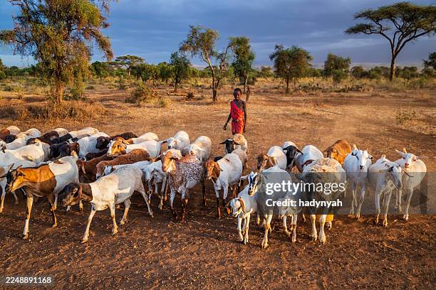 junger masai junge hörte ziegen, kenia, afrika - afrikanischer volksstamm stock-fotos und bilder