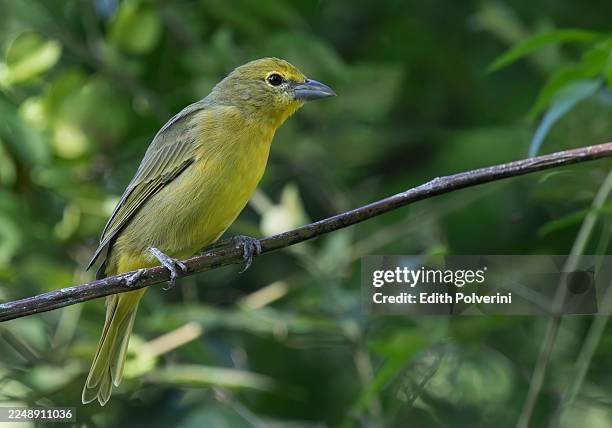hepatic tanager - piranga flava stock pictures, royalty-free photos & images