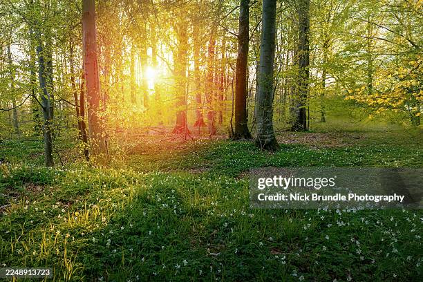 spring radiance - copse stock pictures, royalty-free photos & images
