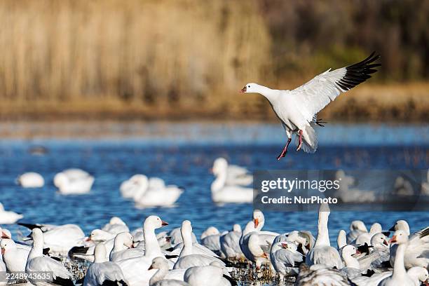 Snow goose flies above the wetlands at Bosque del Apache National Wildlife Refuge near San Antonio, New Mexico. The birds migrate here each winter...