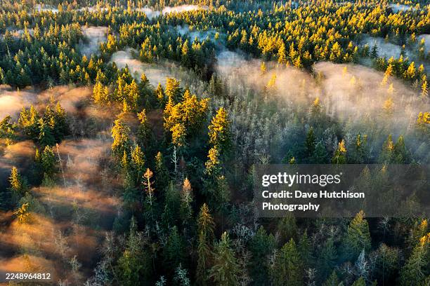 un dron disparó sobre un bosque con niebla, hamilton marsh, qualicum beach, isla de vancouver, columbia británica, canadá - zona arbolada fotografías e imágenes de stock