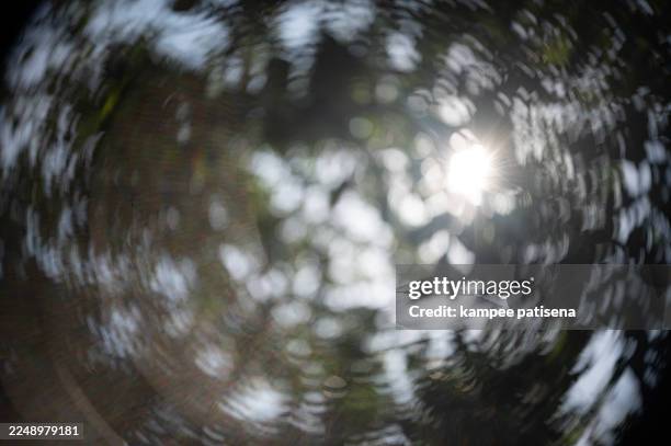 defocused image of sunlight shines through vibrant green canopy. - tree canopy pattern fotografías e imágenes de stock