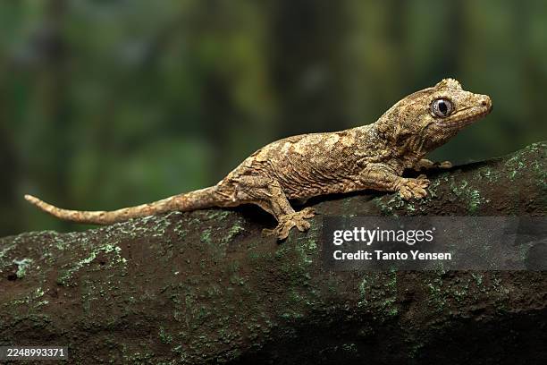 mossy new caledonian gecko - gecko stock pictures, royalty-free photos & images