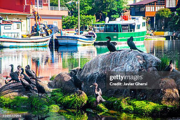 barra da lagoa, florianópolis, santa catarina, brazil. panoramic view of the lagoon, birds, fishing boats and houses. - florianopolis stock-fotos und bilder