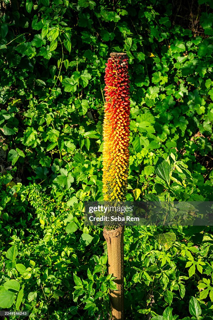Amorphophallus paeoniifolius fruit developing, displaying a vibrant multicolored gradient from green to yellow and red against lush tropical foliage in Southeast Asia