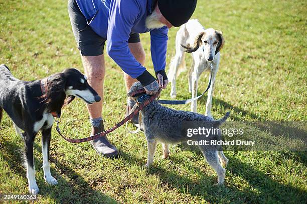 active senior man letting his dogs off the leash at a dog park - leash stock pictures, royalty-free photos & images