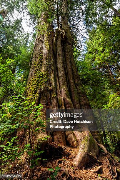 ein uralter westlicher rotzederbaum, port renfrew, vancouver island, british columbia, kanada - zeder stock-fotos und bilder