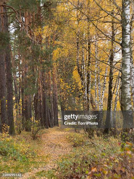 autumn forest path lined with birch and pine trees, yellow leaves covering the ground and branches creating a warm seasonal canopy. natural woodland scenery with soft light and mixed tree textures, capturing a serene fall landscape - tree canopy pattern fotografías e imágenes de stock