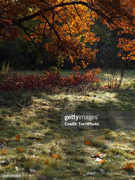 autumn oak branches with bright orange leaves hanging over a dew-covered meadow. morning light creates glowing highlights on the foliage and sparkles across the wet grass. red undergrowth adds contrast beneath the illuminated canopy - tree canopy pattern fotografías e imágenes de stock