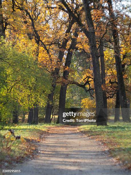 autumn forest path with tall oak trees and vibrant yellow foliage. warm sunlight filters through the canopy, illuminating the leaves and casting soft shadows on the trail below. a small bench is visible in the distance under the trees - tree canopy pattern fotografías e imágenes de stock