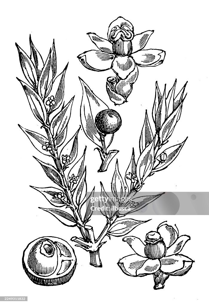 Ruscus aculeatus