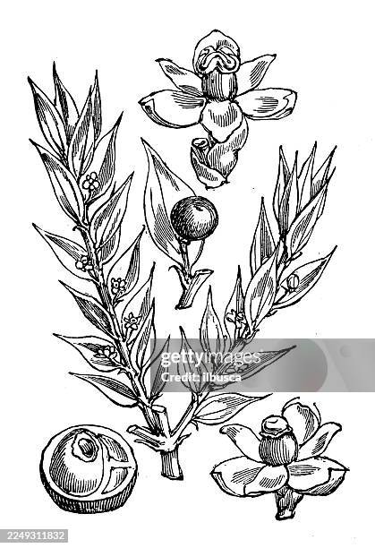 ruscus aculeatus - ruscus stock illustrations