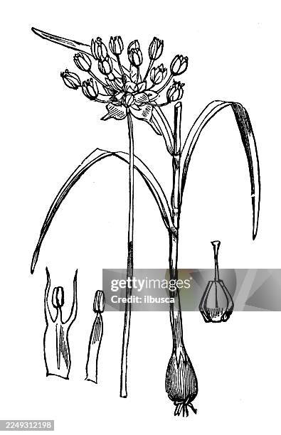 ilustrações de stock, clip art, desenhos animados e ícones de allium scorodoprasum - cebolinha