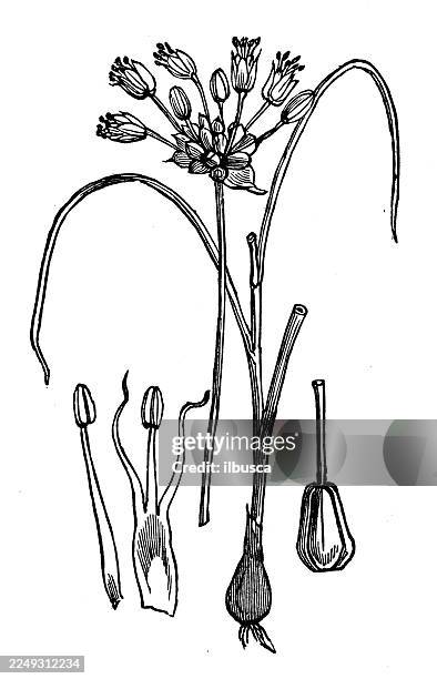 allium vineale - wild garlic stock illustrations