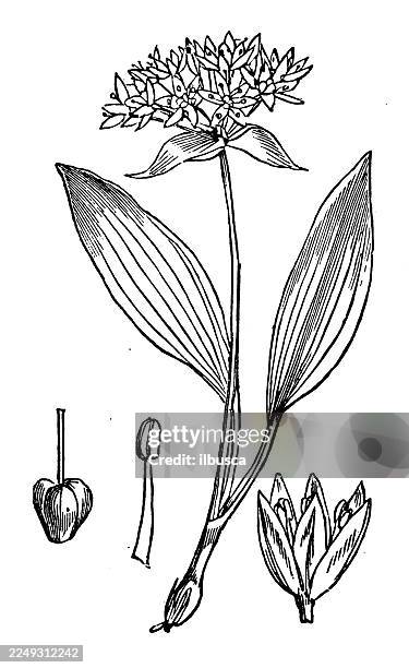 allium ursinum - wild garlic stock illustrations
