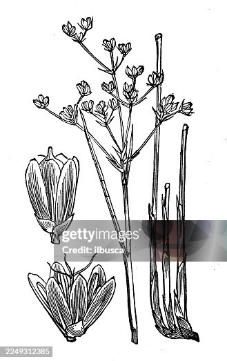 Juncus obtusiflorus Juncus obtusiflorus