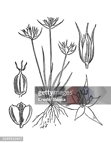 Juncus pygmaeus Juncus pygmaeus
