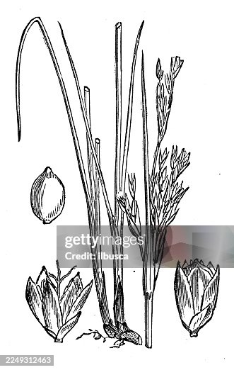 Juncus maritimus Juncus maritimus