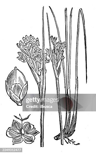 Juncus acutus Juncus acutus