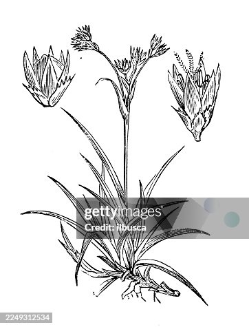 Luzula arcuata Luzula arcuata