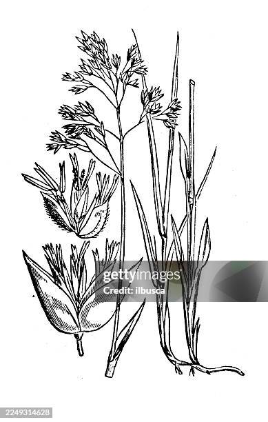 hierochloe borealis - sweet grass stock illustrations