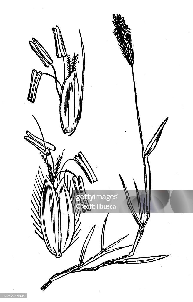 Alopecurus geniculatus