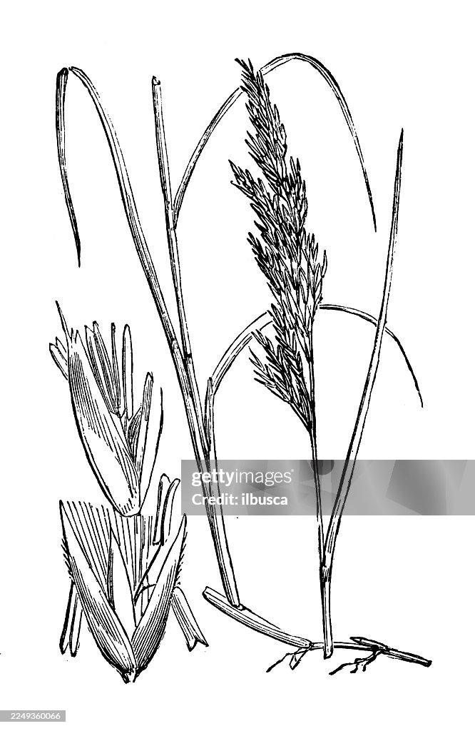 Calamagrostis lanceolata