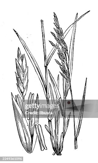 Sylvatica Festuca Sylvatica Festuca