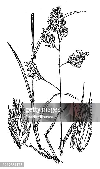 Dactylis glomerata Dactylis glomerata