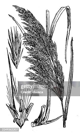 Arundo Phragmites Arundo Phragmites