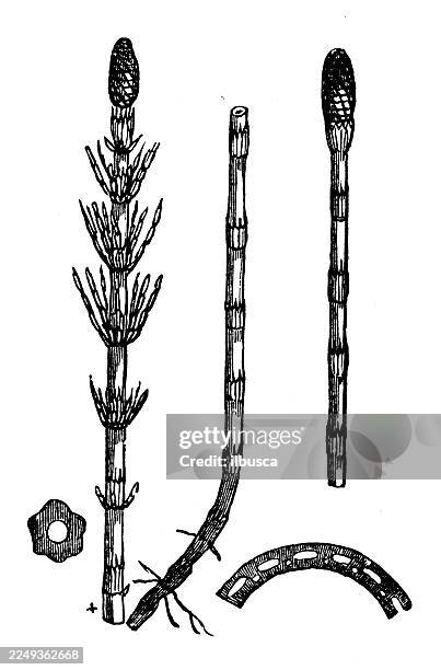 equisetumlimosum - schachtelhalm stock-grafiken, -clipart, -cartoons und -symbole