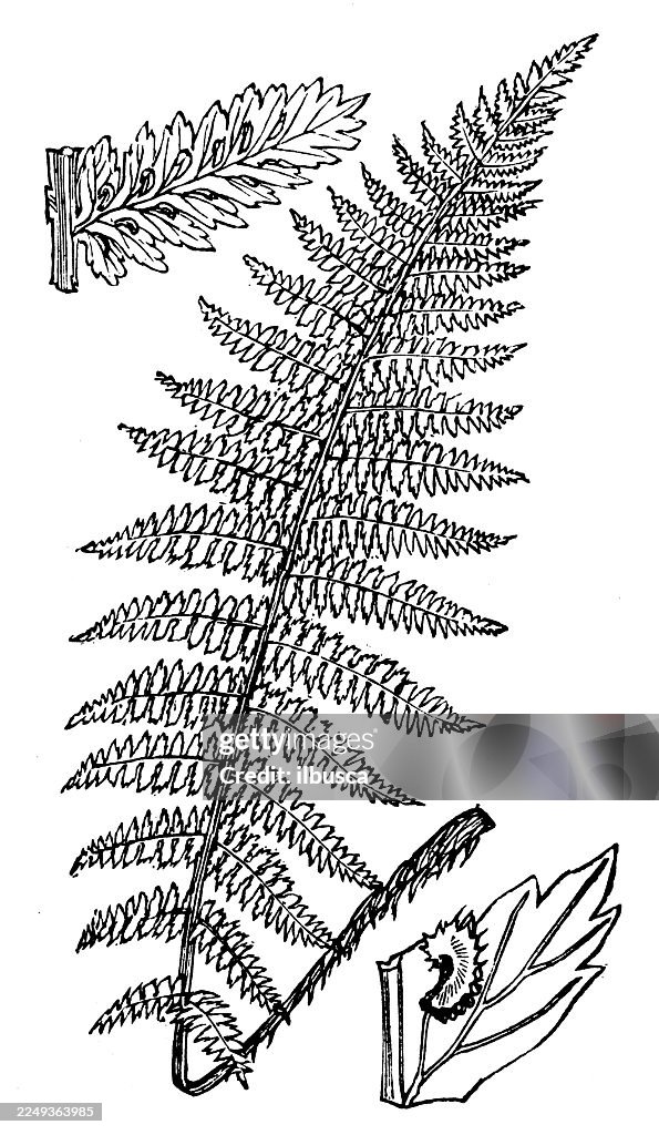 Asplenium filix-foemina