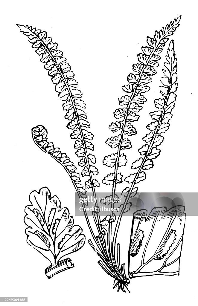 Asplenium viride